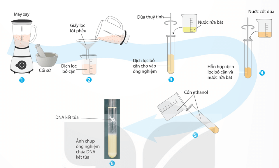 Lý thuyết Thực hành: Tách chiết DNA (Sinh 12 Kết nối tri thức Bài 6)