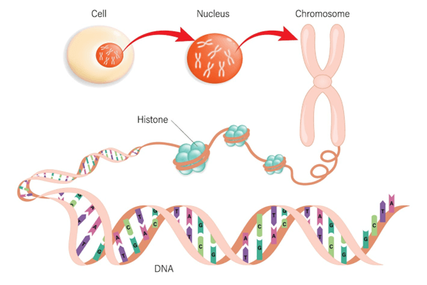Lý thuyết Cấu trúc và chức năng của nhiễm sắc thể (Sinh 12 Kết nối tri thức Bài 7)