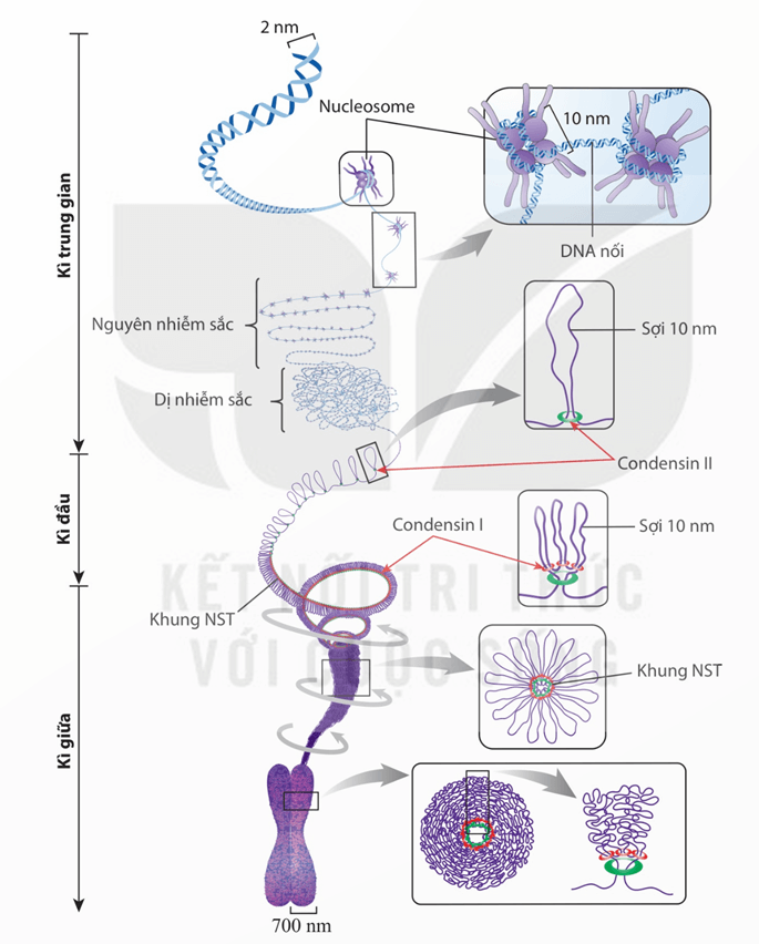 Lý thuyết Cấu trúc và chức năng của nhiễm sắc thể (Sinh 12 Kết nối tri thức Bài 7)