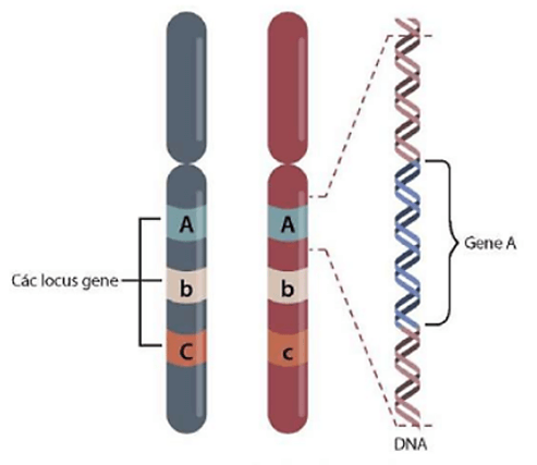 Lý thuyết Cấu trúc và chức năng của nhiễm sắc thể (Sinh 12 Kết nối tri thức Bài 7)