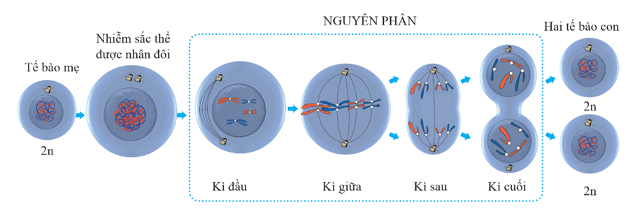 Lý thuyết Cấu trúc và chức năng của nhiễm sắc thể (Sinh 12 Kết nối tri thức Bài 7)