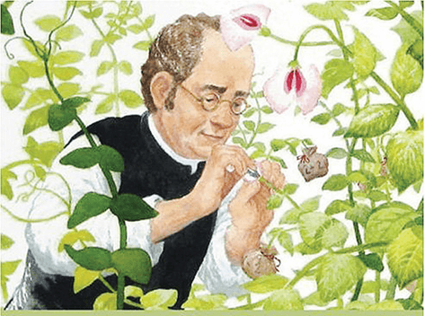 Lý thuyết Học thuyết di truyền của Mendel (Sinh 12 Kết nối tri thức Bài 8)