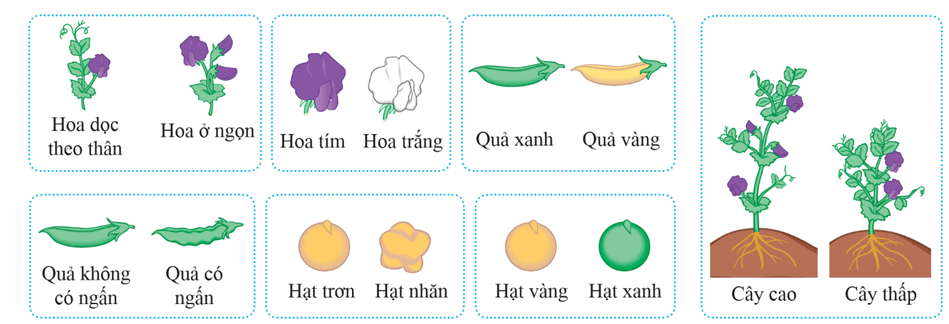Lý thuyết Học thuyết di truyền của Mendel (Sinh 12 Kết nối tri thức Bài 8)
