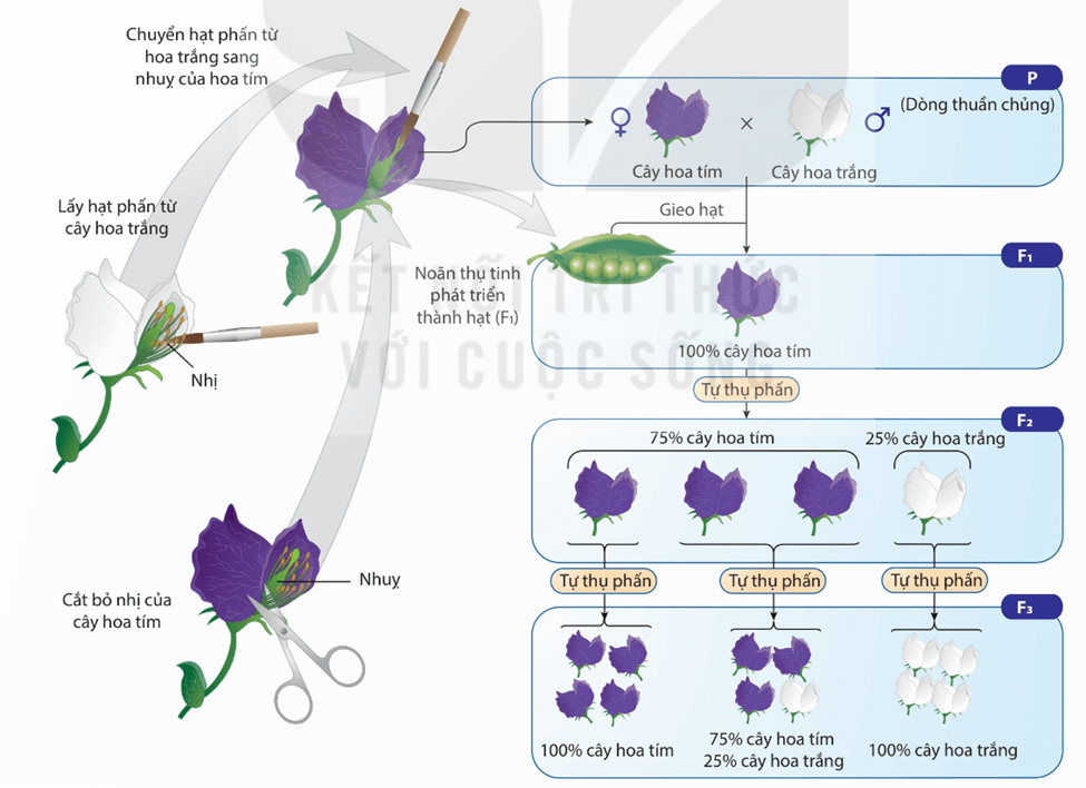 Lý thuyết Học thuyết di truyền của Mendel (Sinh 12 Kết nối tri thức Bài 8)