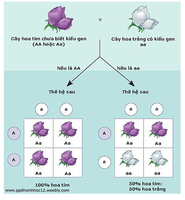 Lý thuyết Học thuyết di truyền của Mendel (Sinh 12 Kết nối tri thức Bài 8)