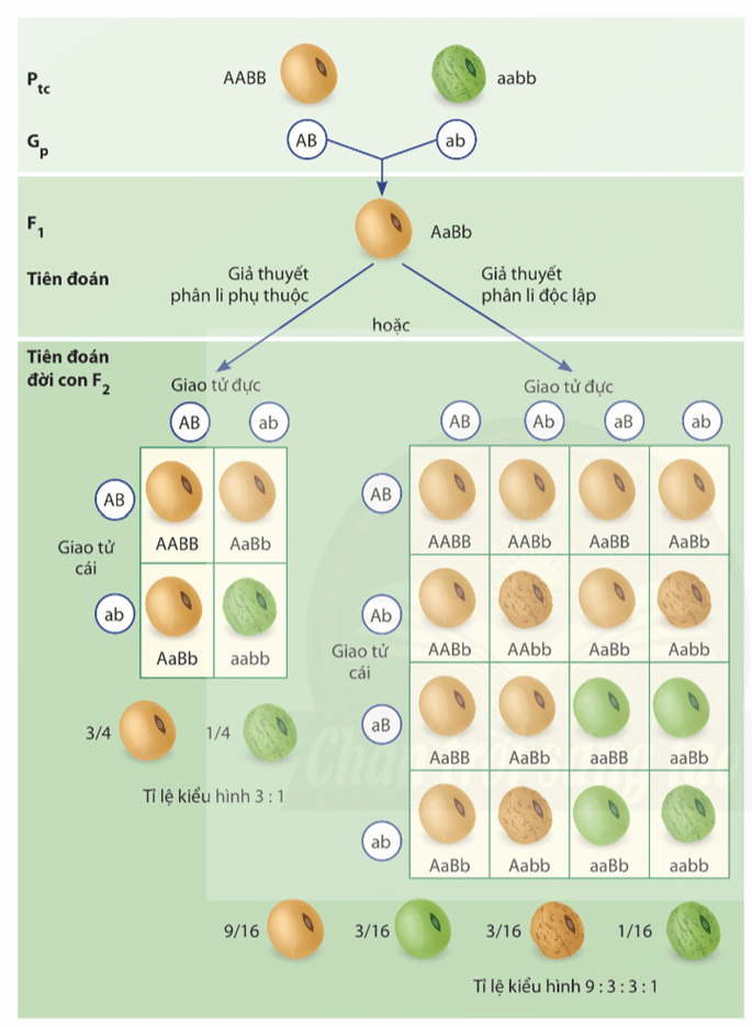 Lý thuyết Học thuyết di truyền của Mendel (Sinh 12 Kết nối tri thức Bài 8)
