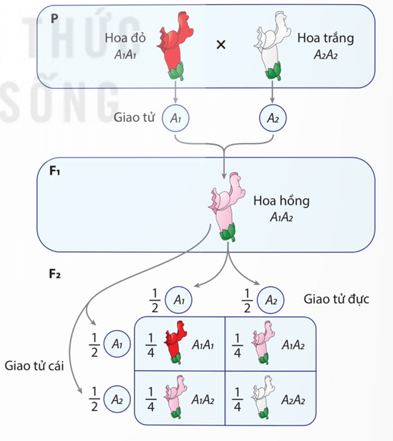 Lý thuyết Mở rộng học thuyết Mendel (Sinh 12 Kết nối tri thức Bài 9)