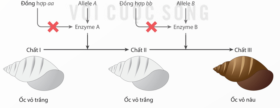 Lý thuyết Mở rộng học thuyết Mendel (Sinh 12 Kết nối tri thức Bài 9)