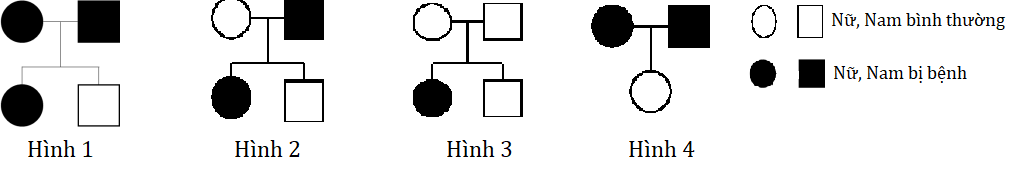 Trắc nghiệm Sinh học 12 Kết nối tri thức Bài 13 (có đáp án): Di truyền học người và di truyền y học