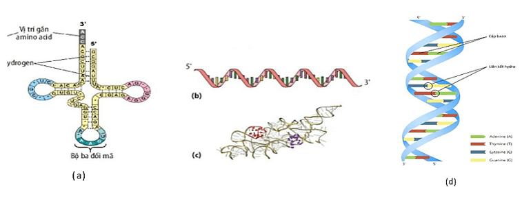 Trắc nghiệm Sinh học 12 Kết nối tri thức Bài 2 (có đáp án): Gene, quá trình truyền đạt thông tin di truyền và hệ gene