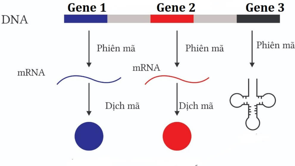 Trắc nghiệm Sinh học 12 Kết nối tri thức Bài 2 (có đáp án): Gene, quá trình truyền đạt thông tin di truyền và hệ gene