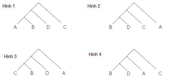 Trắc nghiệm Sinh học 12 Kết nối tri thức Bài 22 (có đáp án): Tiến hoá lớn và quá trình phát sinh chủng loại