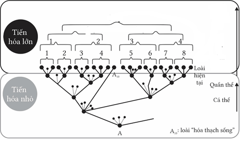 Trắc nghiệm Sinh học 12 Kết nối tri thức Bài 22 (có đáp án): Tiến hoá lớn và quá trình phát sinh chủng loại