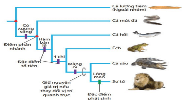 Trắc nghiệm Sinh học 12 Kết nối tri thức Bài 22 (có đáp án): Tiến hoá lớn và quá trình phát sinh chủng loại