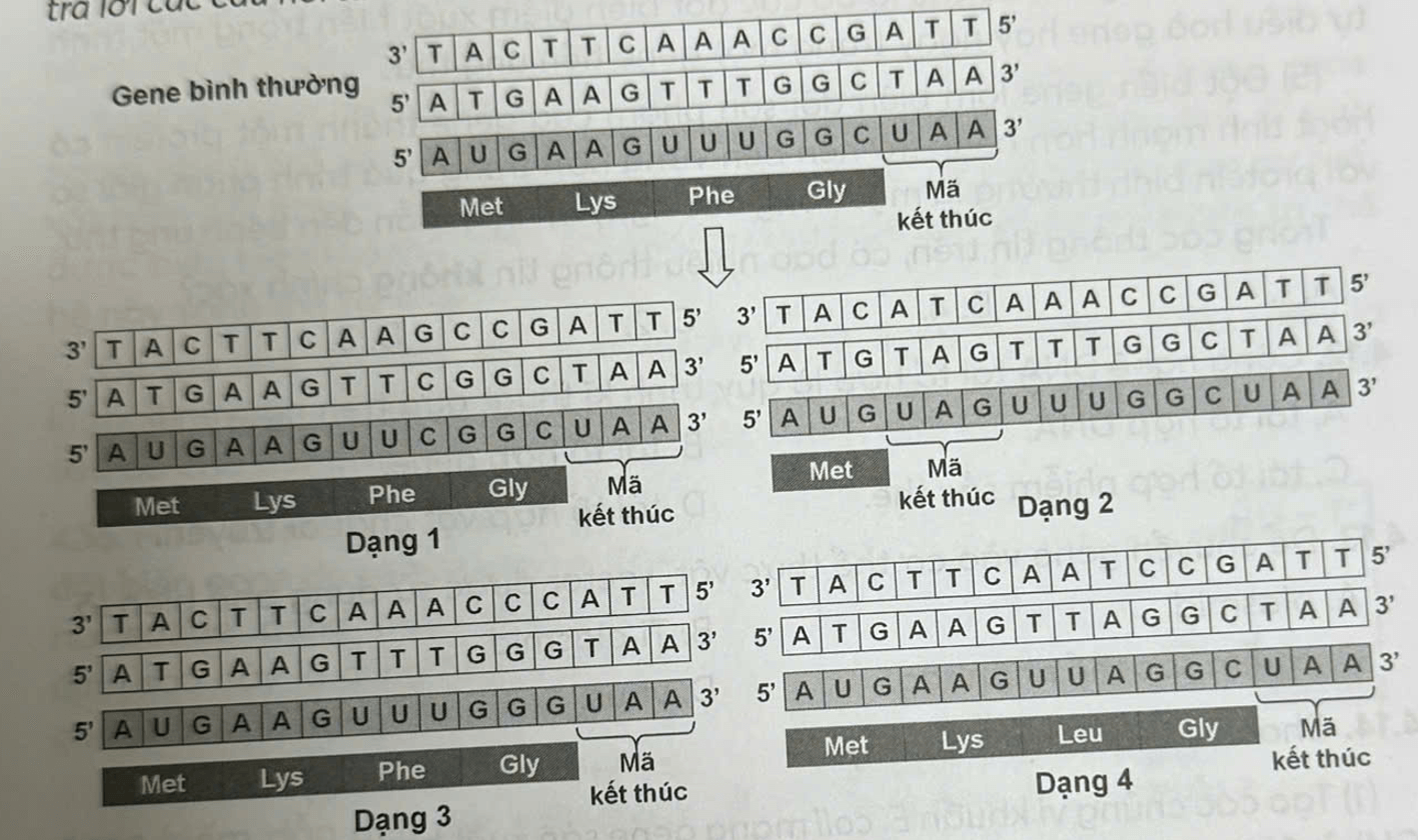 Trắc nghiệm Sinh học 12 Kết nối tri thức Bài 4 (có đáp án): Đột biến gene
