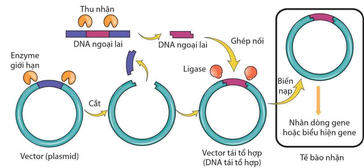 Trắc nghiệm Sinh học 12 Kết nối tri thức Bài 5 (có đáp án): Công nghệ di truyền