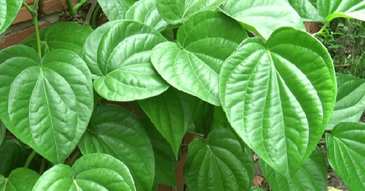 Soạn bài Đánh thức trầu | Ngắn nhất Soạn văn 6 Chân trời sáng tạo