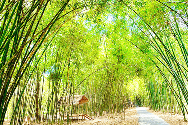 Soạn bài Cây tre Việt Nam | Ngắn nhất Soạn văn 6 Kết nối tri thức