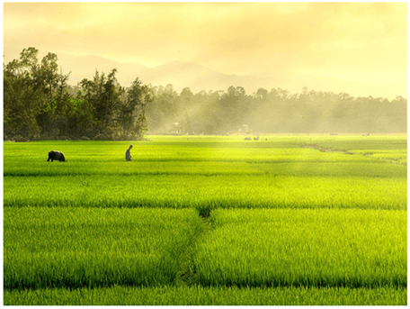 Soạn bài Nhớ đồng | Ngắn nhất Soạn văn 8 Chân trời sáng tạo