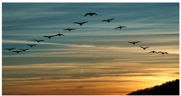 Soạn bài Những điều bí ẩn trong tập tính di cư của các loài chim | Ngắn nhất Soạn văn 8 Chân trời sáng tạo