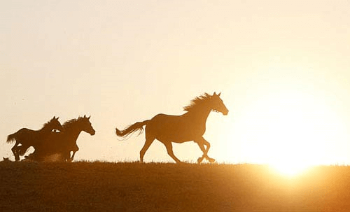 Lí ngựa ô ở hai vùng đất | Ngữ văn lớp 10 Chân trời sáng tạo