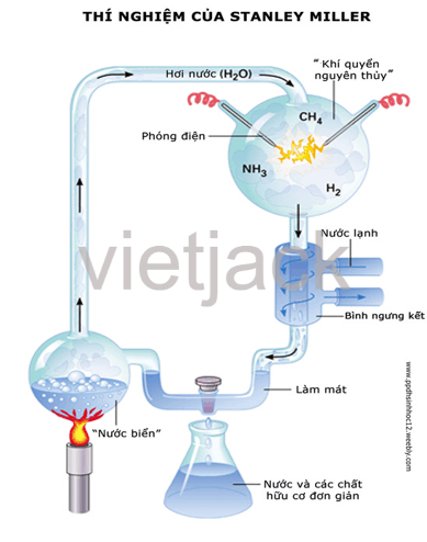 Soạn bài Sinh vật trên Trái Đất được hình thành như thế nào | Hay nhất Soạn văn 6 Kết nối tri thức