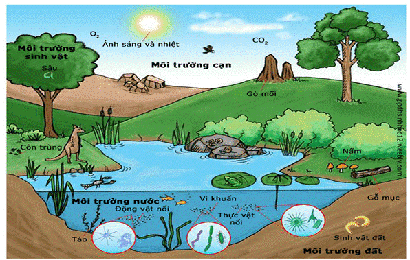 Tóm tắt Các loài chúng sống với nhau như thế nào? hay, ngắn nhất (5 mẫu) | Kết nối tri thức Ngữ văn lớp 6