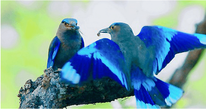 Top 15 đoạn văn đề xuất cách bảo vệ các loài chim (hay nhất)