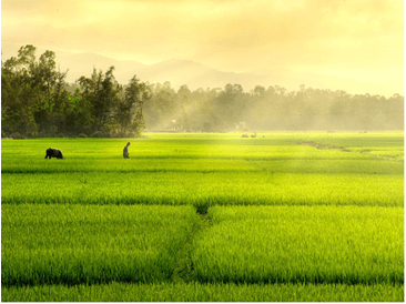 Soạn bài Nhớ đồng | Hay nhất Soạn văn 8 Chân trời sáng tạo