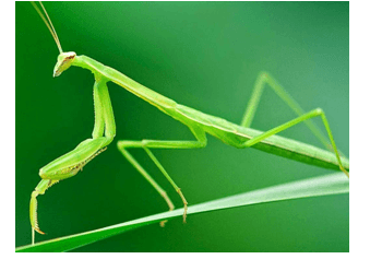 Đọc hiểu Bách khoa toàn thư tuổi trẻ, thiên nhiên và môi trường (chi tiết nhất)