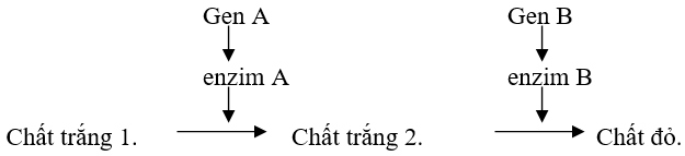 Các dạng bài tập Quy luật di truyền hay, có lời giải