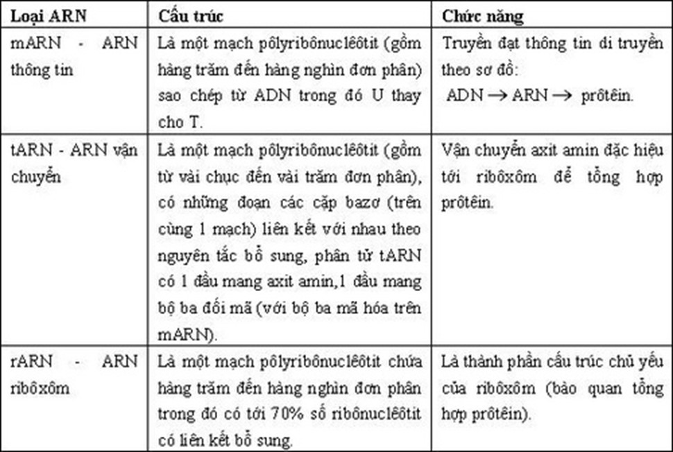 Phân biệt mARN, tARN và rARN