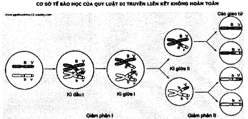 Phương pháp giải bài tập Hoán vị gen hay, chi tiết