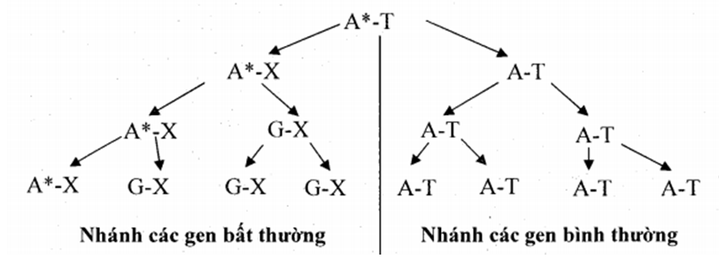 Phương pháp giải bài tập Nhân đôi ADN và đột biến gen hay, chi tiết