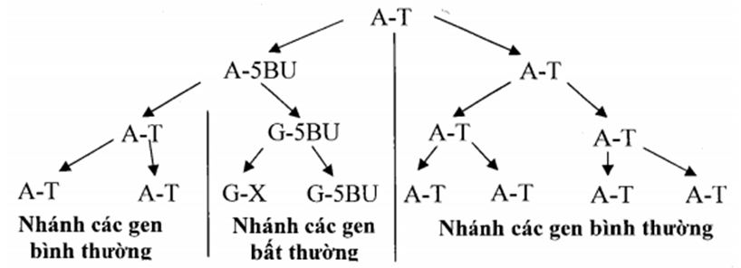 Phương pháp giải bài tập Nhân đôi ADN và đột biến gen hay, chi tiết