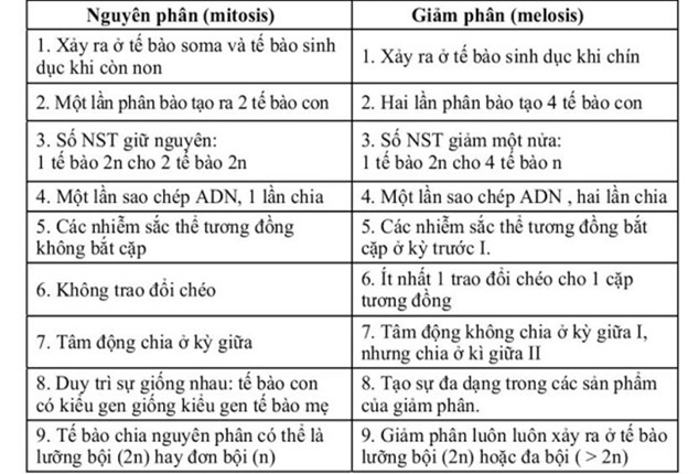 So sánh nguyên phân và giảm phân.