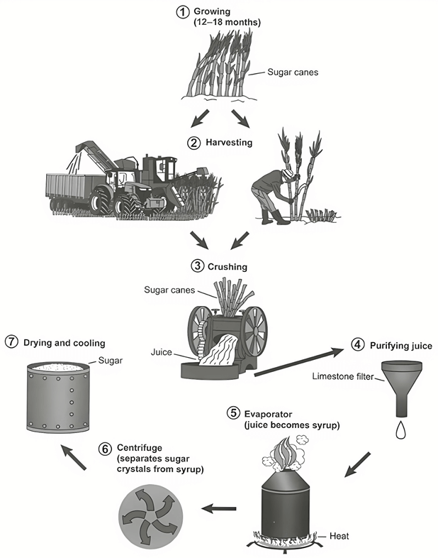 The diagram below shows the manufacturing process for making sugar from sugar cane
