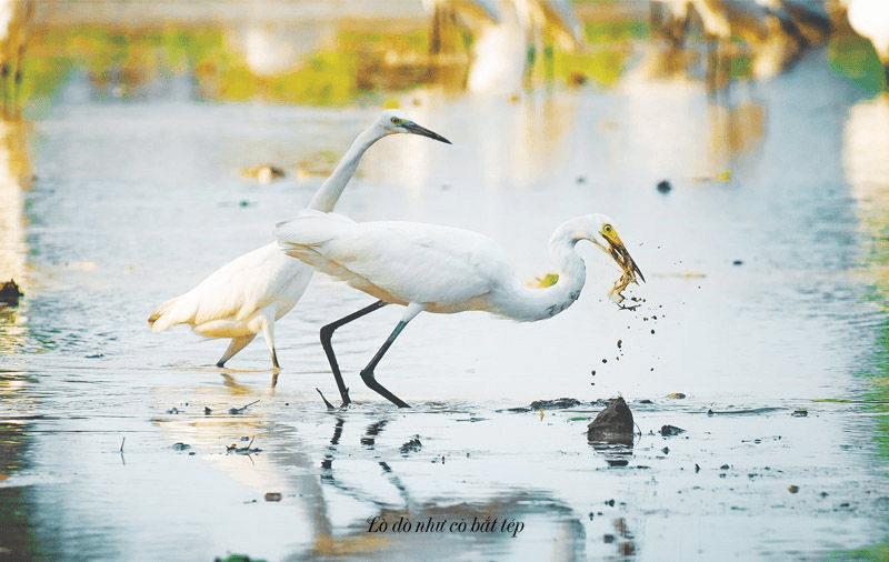 50+ Ca dao, tục ngữ về con cò (hay, đầy đủ nhất)