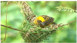 Câu hỏi ôn thi Trạng Nguyên Tiếng Việt lớp 1 Chủ điểm 4: Mô tả hình ảnh (có đáp án)