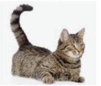 Câu hỏi ôn thi Trạng Nguyên Tiếng Việt lớp 1 Chủ điểm 5: Lựa chọn câu văn phù hợp với tình huống cụ thể (có đáp án)