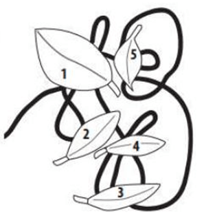 (Toán đố, Toán IQ) Sắp Xếp Hình Ảnh (có lời giải)