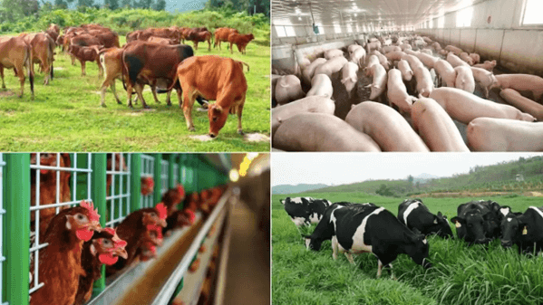 Ngành chăn nuôi là gì? Học chăn nuôi ra làm nghề gì?