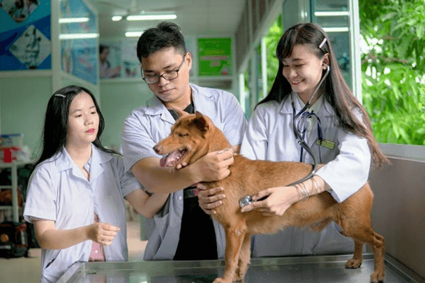 Ngành Chăn nuôi - Thú y: Học gì và làm gì sau khi ra trường