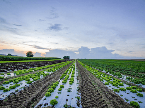 Ngành khoa học cây trồng là gì? Học khoa học cây trồng ra làm nghề gì?