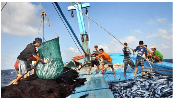 Ngành quản lý thủy sản là gì? Học quản lý thủy sản ra làm nghề gì