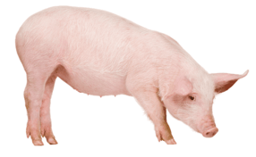 Trắc nghiệm Tiếng Anh lớp 2 Smart Start Unit 4 (có đáp án): Animals