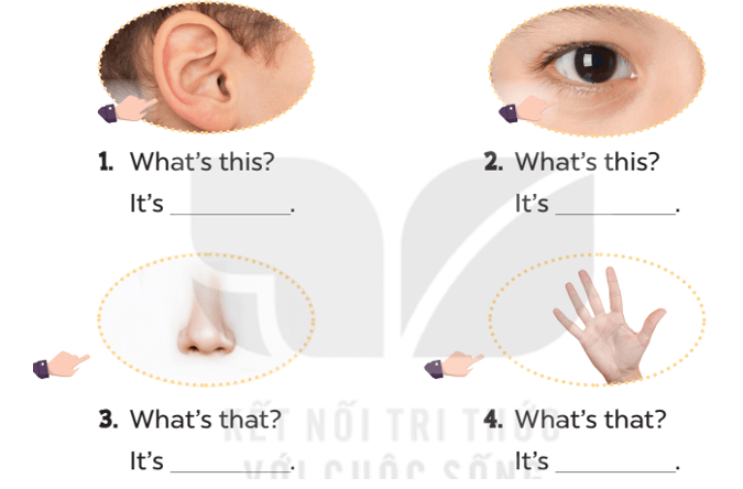 Tiếng Anh lớp 3 Unit 4 Lesson 1 trang 28, 29 | Global Success 3 Kết nối tri thức