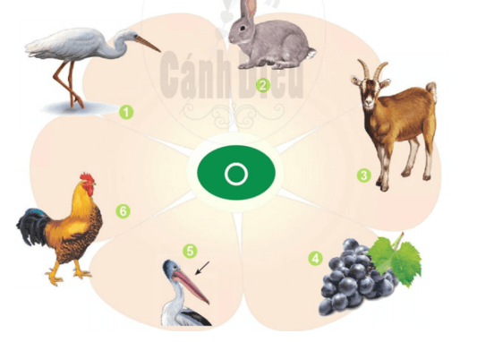 o, ô – Bài 4 – Tiếng Việt lớp 1 (trang 12 → 13) - Cánh diều