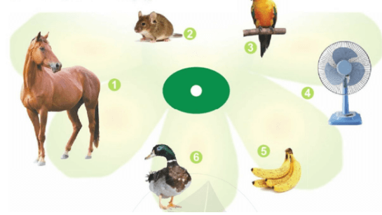 cỏ, cọ – Bài 5 – Tiếng Việt lớp 1 (trang 14 → 15) - Cánh diều