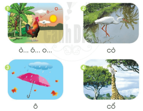 cỏ, cọ – Bài 5 – Tiếng Việt lớp 1 (trang 14 → 15) - Cánh diều